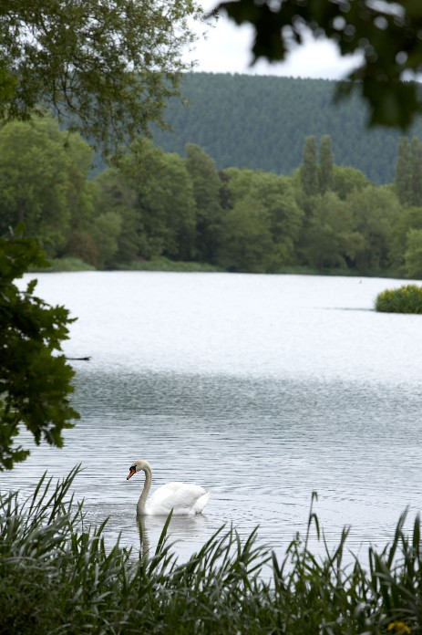 A view of a swan on Walcot Lakes
